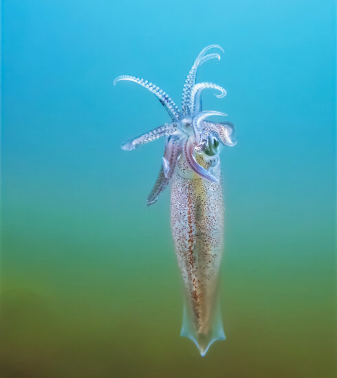 especie marina de Metri